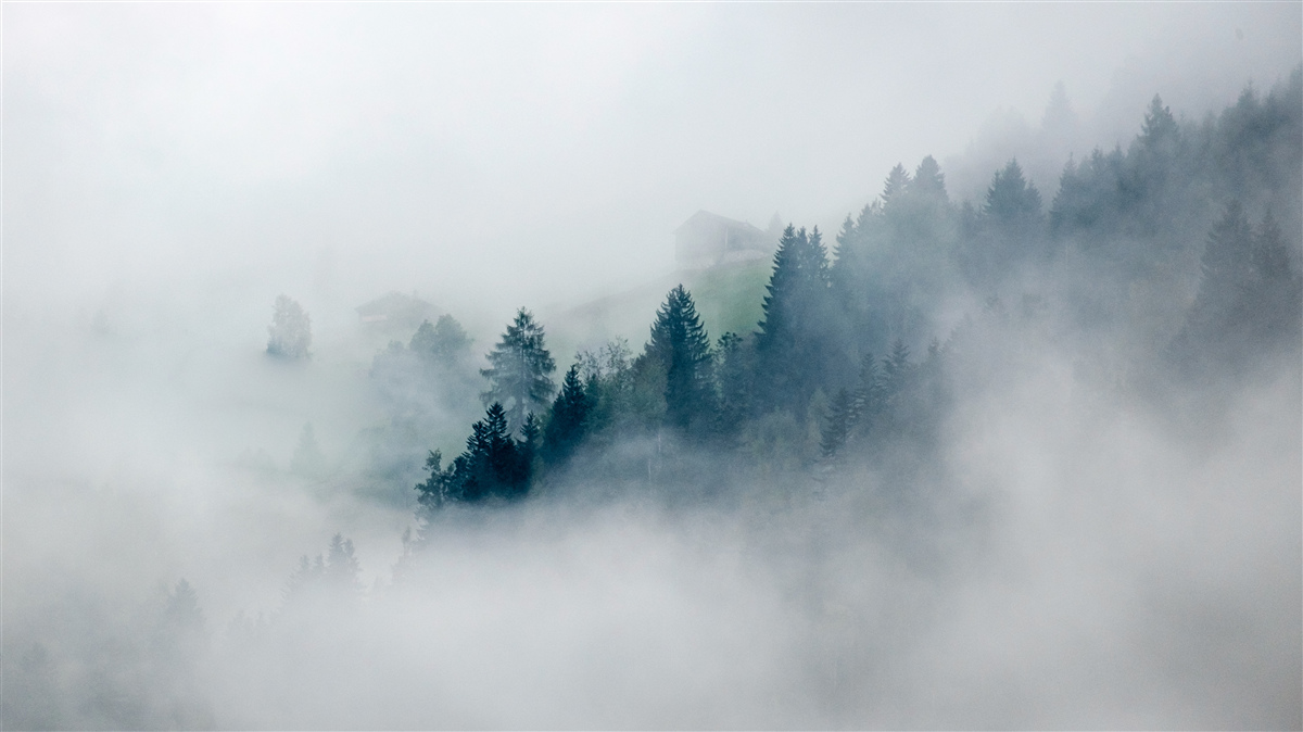 Fotobehang de rand van het bos is in mist gehuld