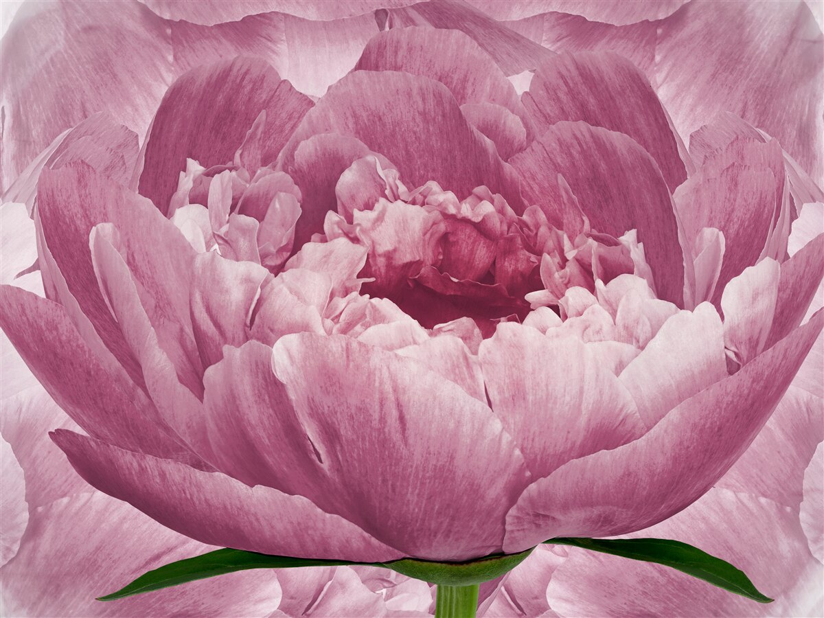 Fotobehang overvloedige roze asterbloem