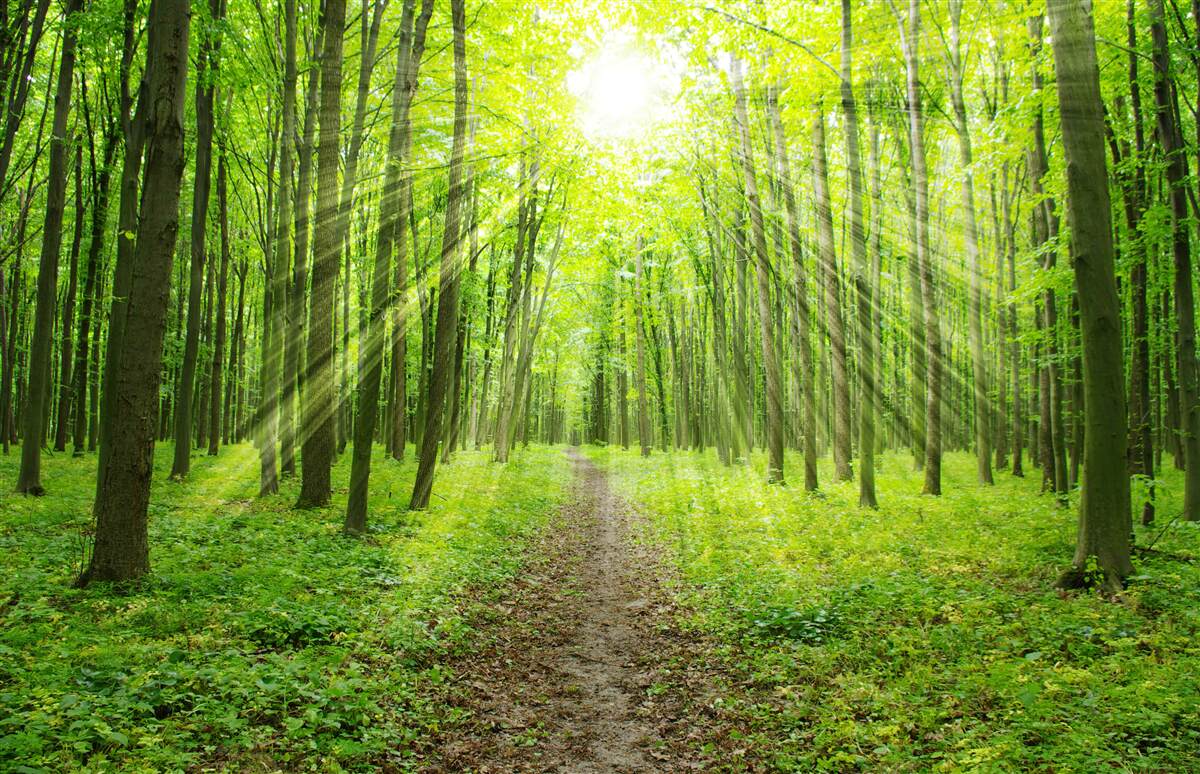 Fotobehang De zonnestralen in het weelderige groene bos verlichten helder alles rondom