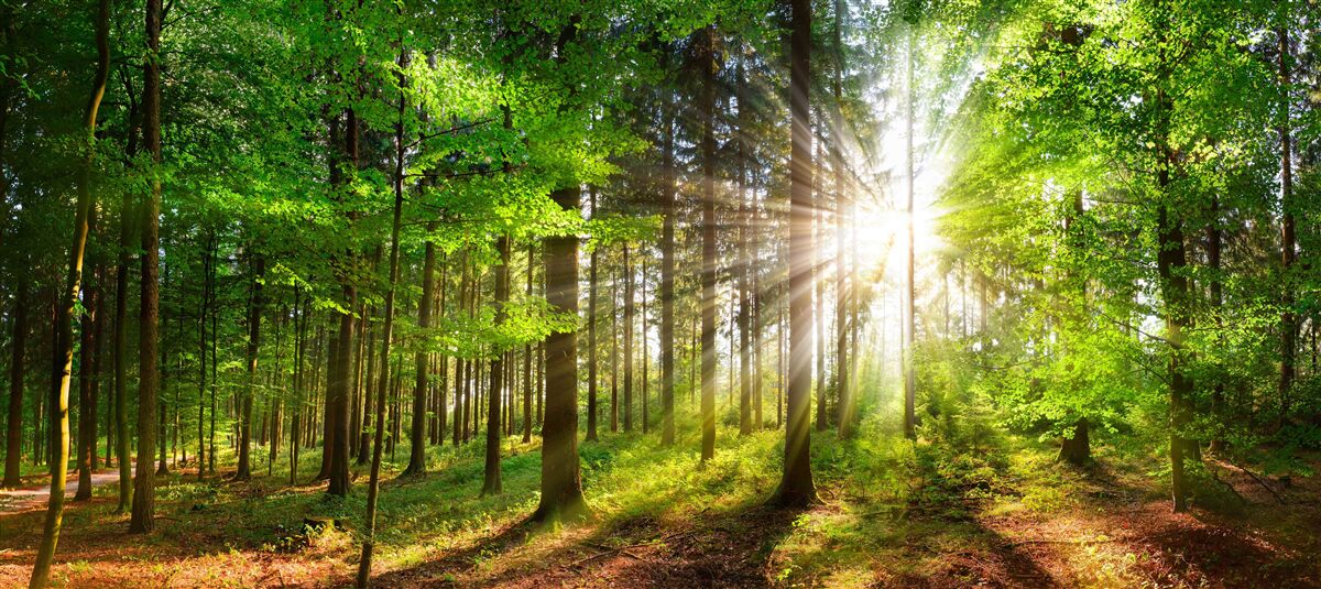 Fotobehang felle zon in een bos bedekt met groene bladeren