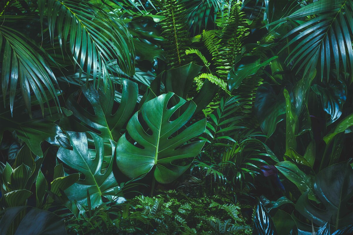 Fotobehang de tropen zijn bedekt met weelderige groene flora