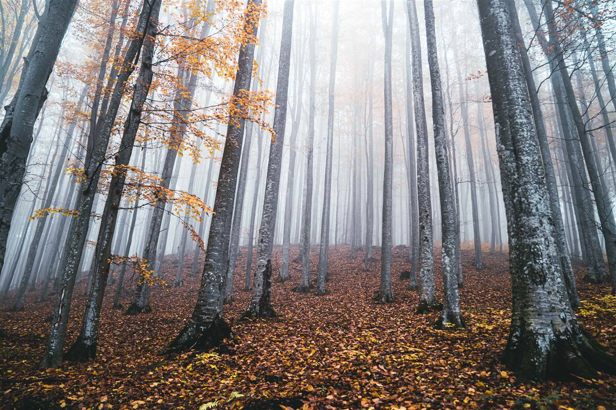 Fotobehang mist in een sierlijk herfstbos