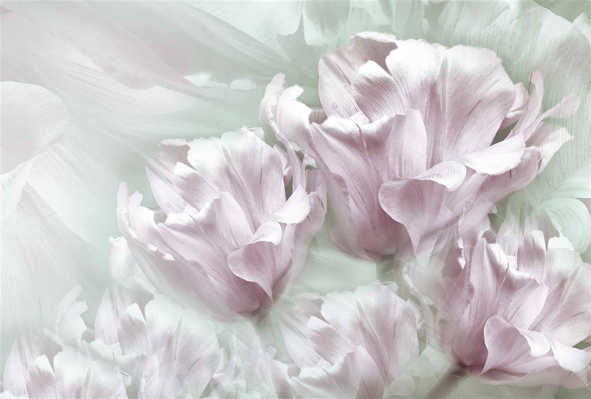 Fotobehang prachtige, grote, witviolette bloemen