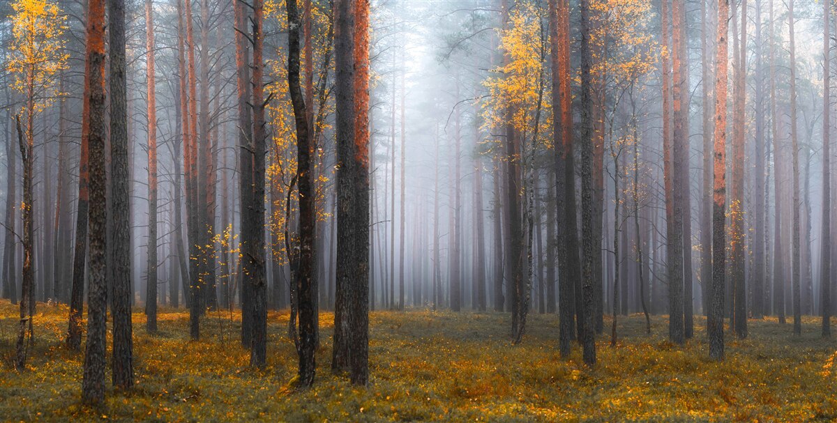 Fotobehang dichte mist omhult het bos
