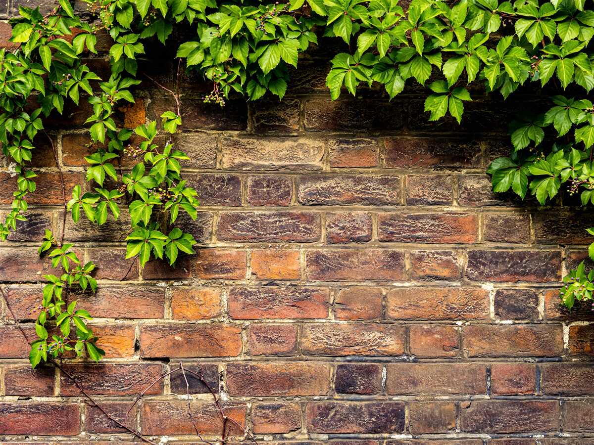 Fotobehang Bakstenen muur omwikkeld met groene planten