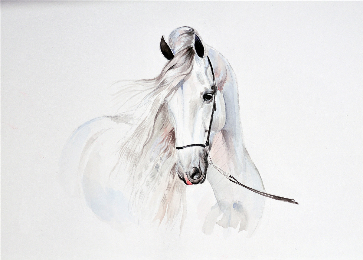 Fotobehang wit paard