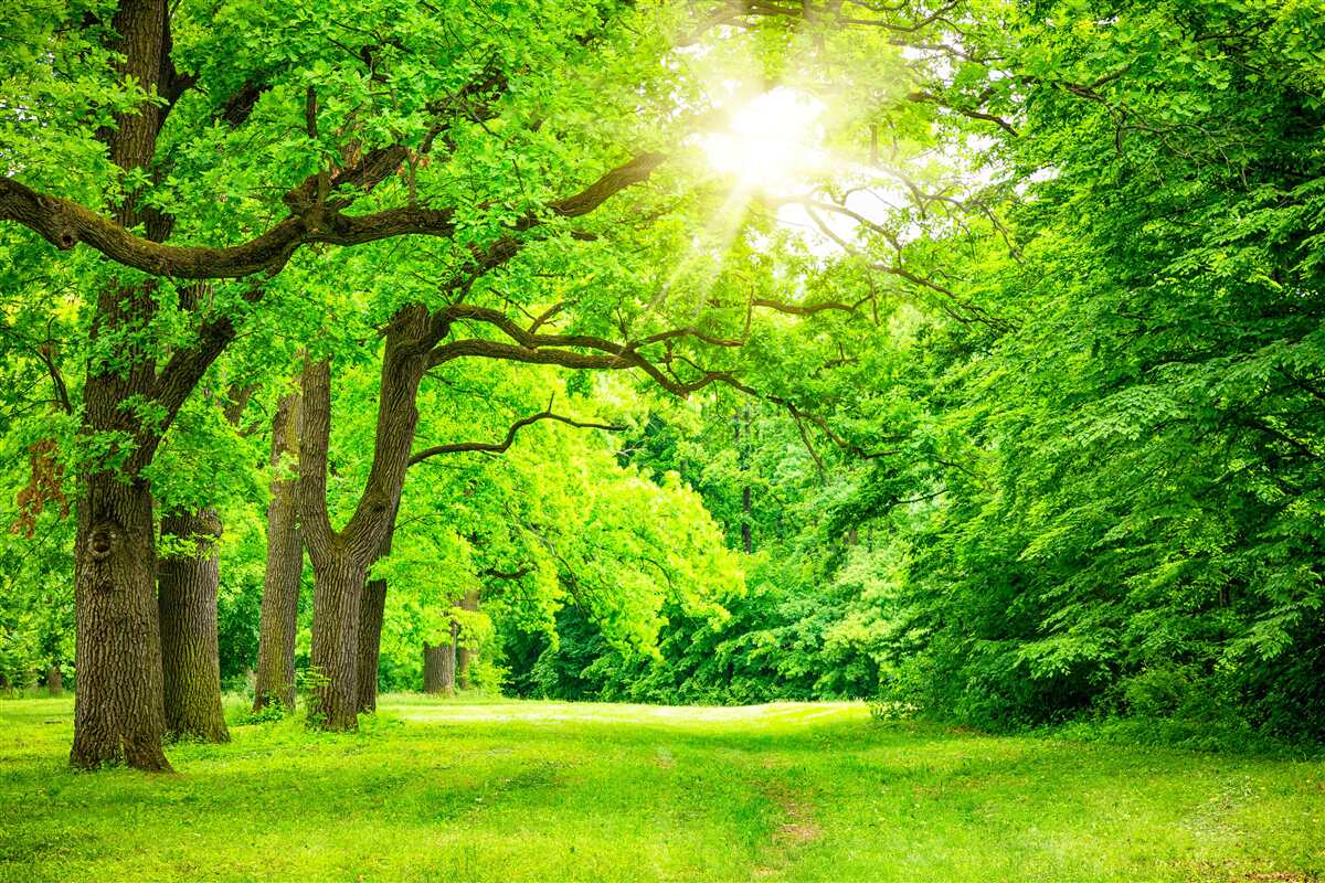 Fotobehang schilderachtig landschap van een zomerbos