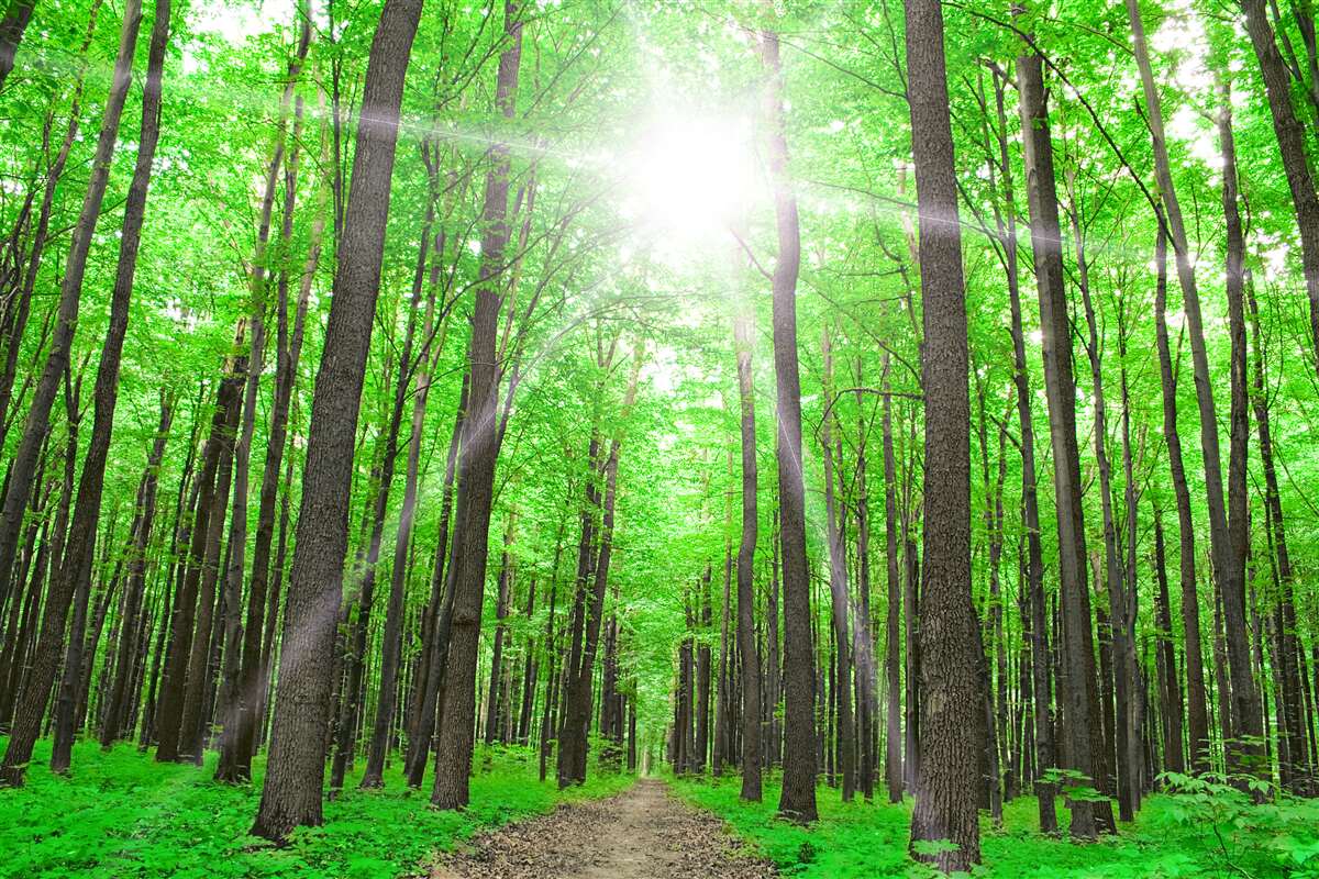 Fotobehang helder dakraam in het dichte groen van de bomen