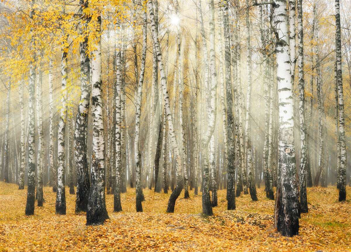 Fotobehang Gevallen berkenbladeren in een herfstbos