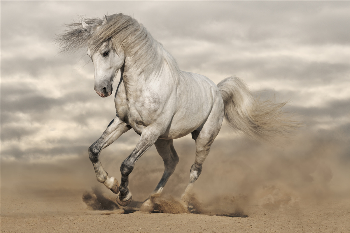 Fotobehang de ren stopt bij het witte paard