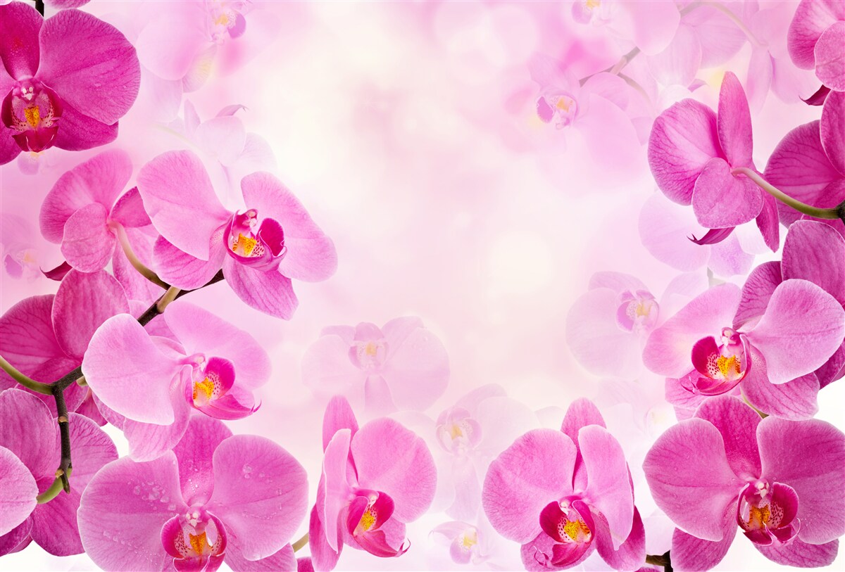 Fotobehang de knoppen van de paarse orchidee zijn groot
