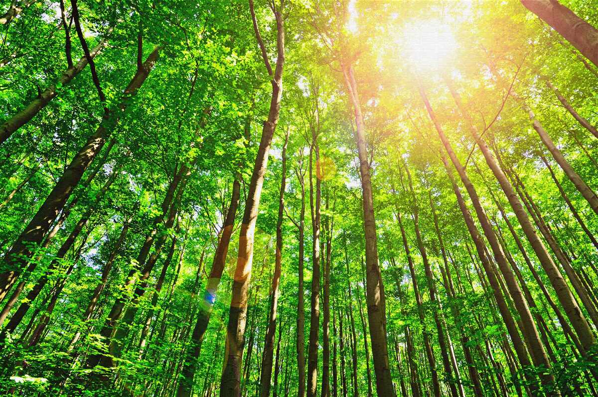 Fotobehang rijk zonlicht prikt door de dichte randen van het bos