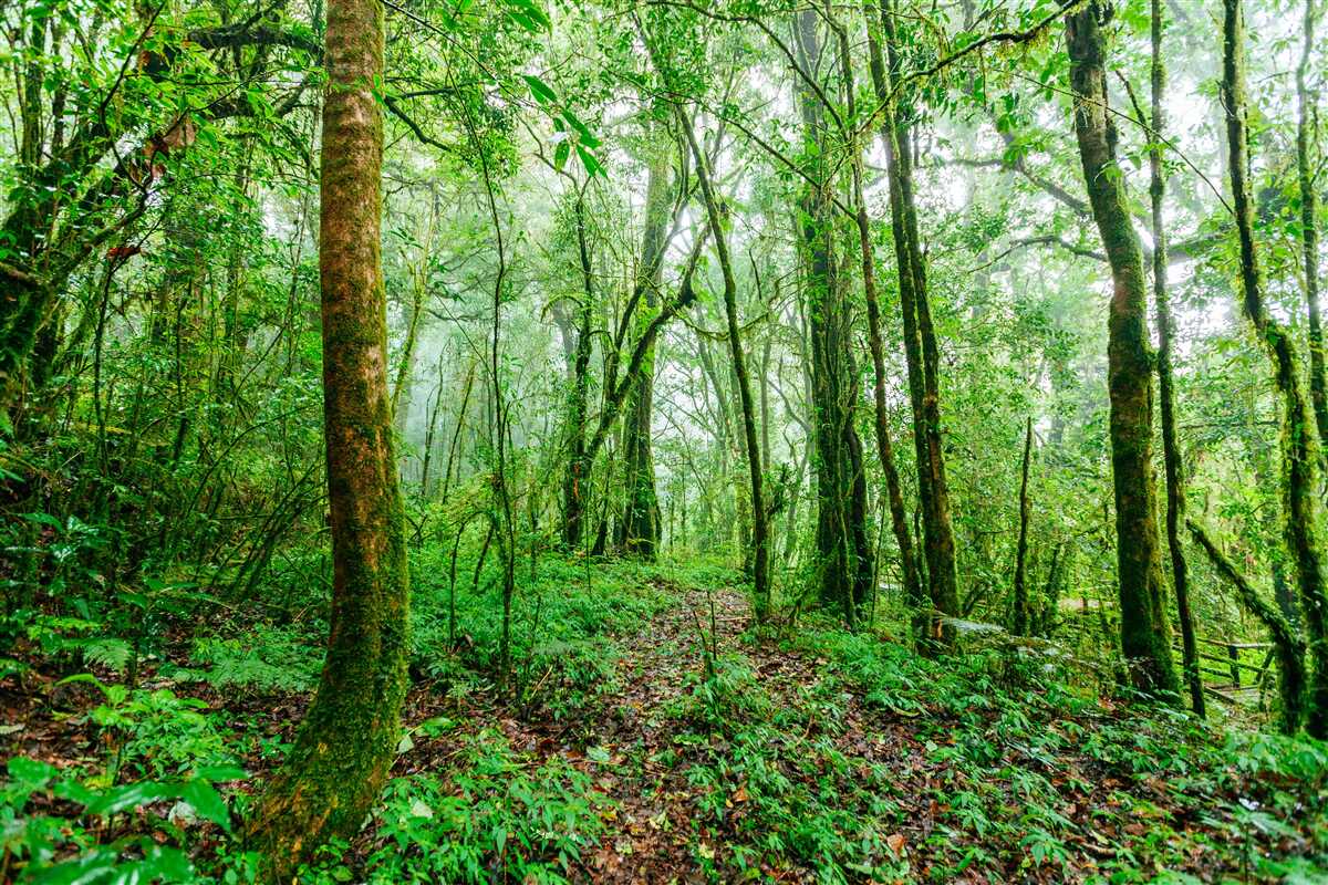 Fotobehang bos opgefrist na de regen werd smaragdgroen