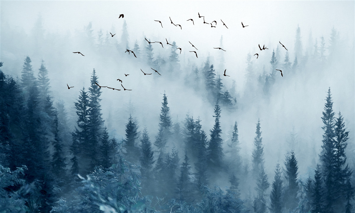 Fotobehang een zwerm vogels vliegt over een in mist gehuld bos