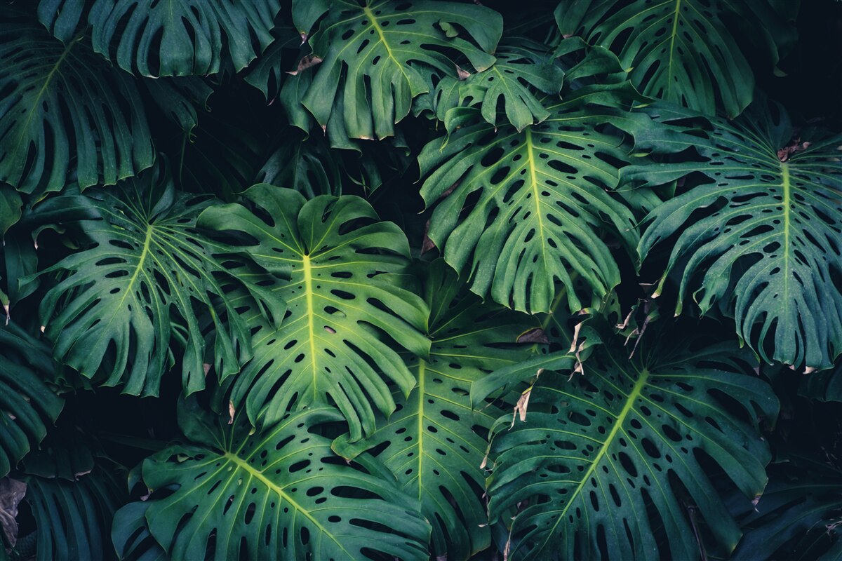 Fotobehang groene bladeren van grote palmen