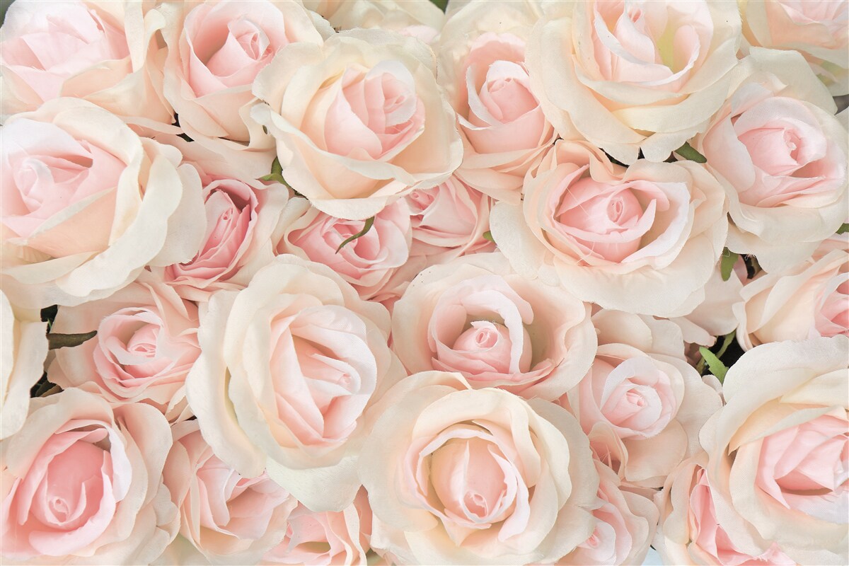 Fotobehang veel delicate roze rozen