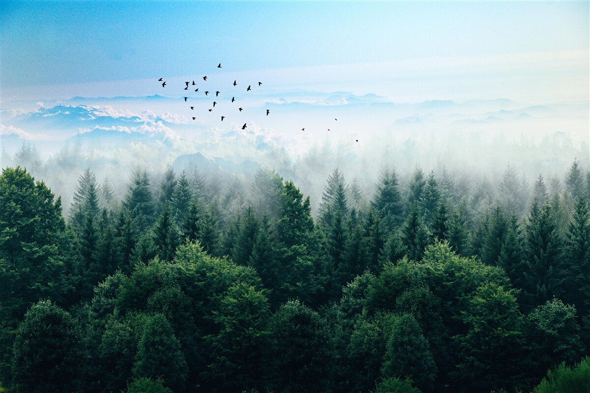 Fotobehang vogels zweven hoog boven de kruinen van de woudreuzen