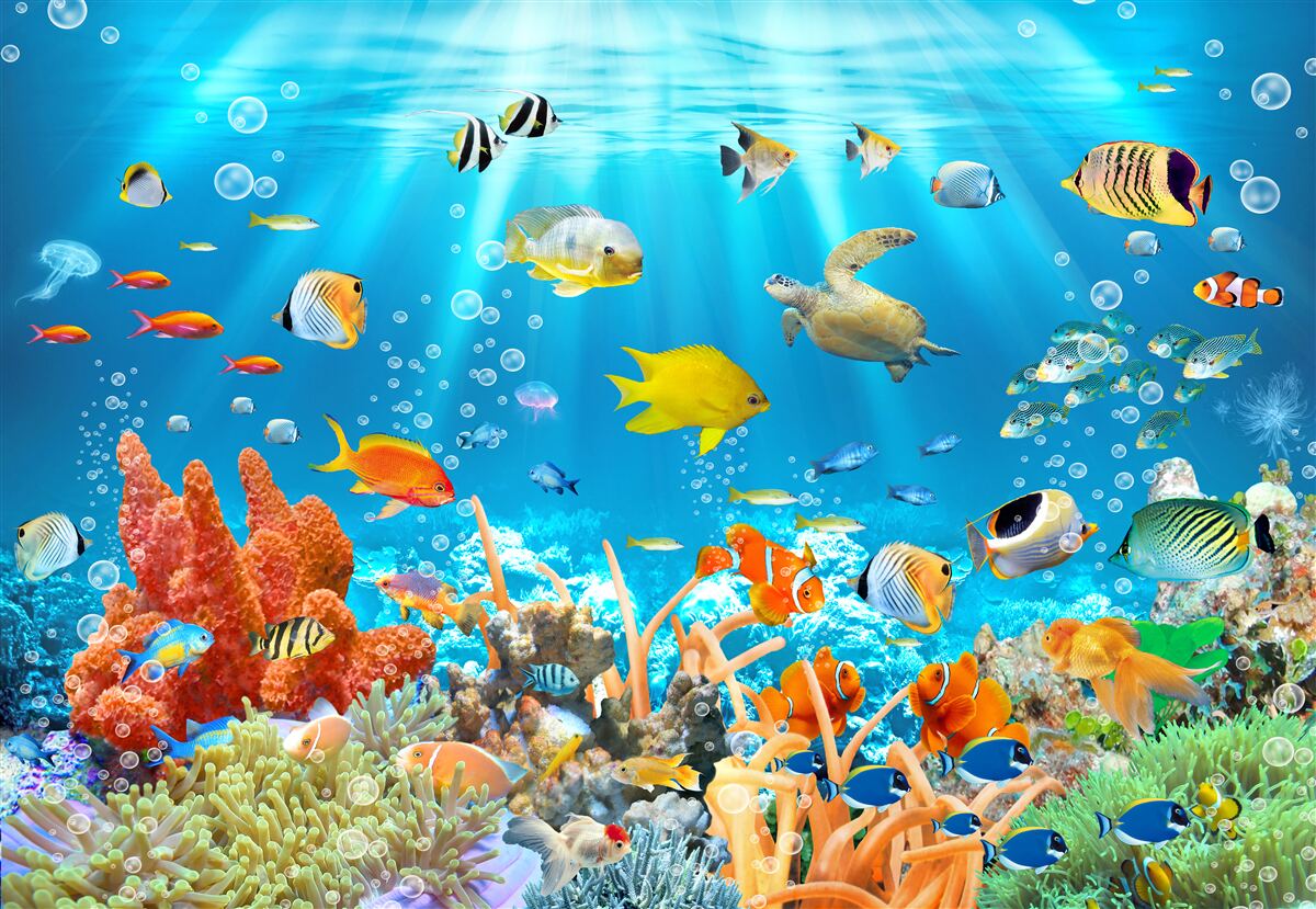 Fotobehang de levendige wereld van de onderwaterwereld