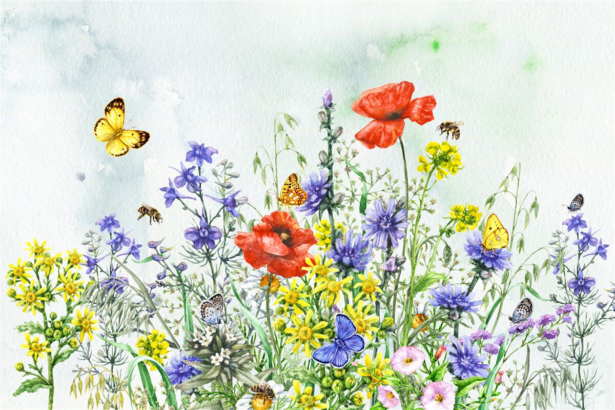 Fotobehang Spectaculaire vlinders en weidebloemen in de zomer
