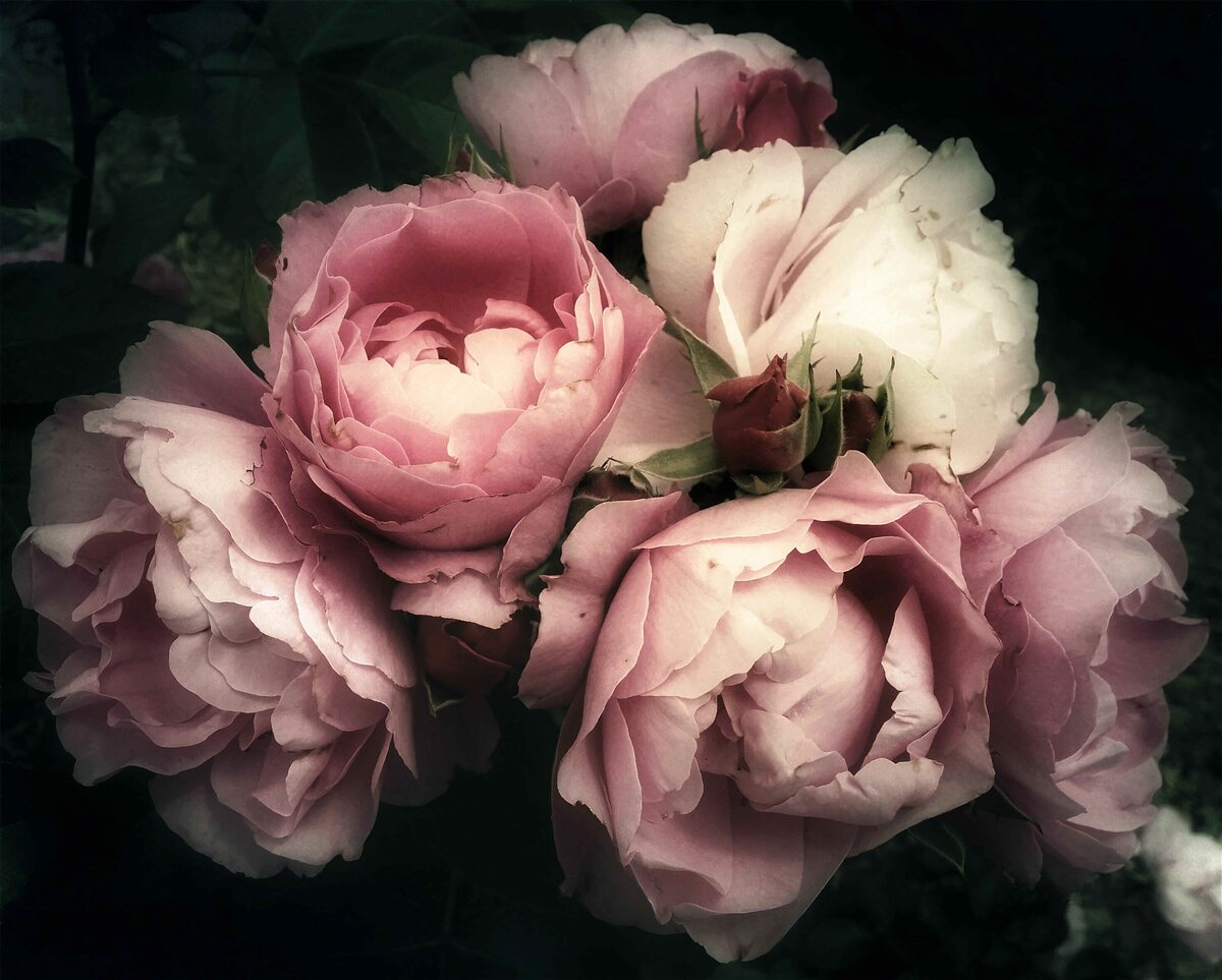 Fotobehang bloemblaadje, bloem en roze schaduw