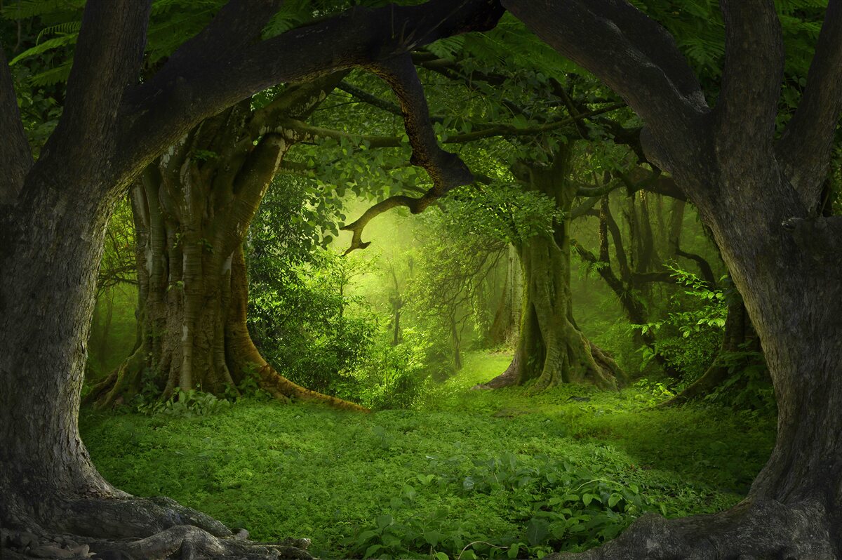 Fotobehang een bos vol magie
