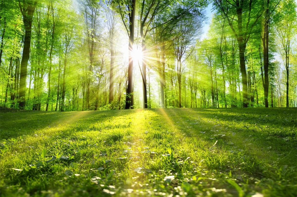 Fotobehang de zonnestralen dringen door de bomen