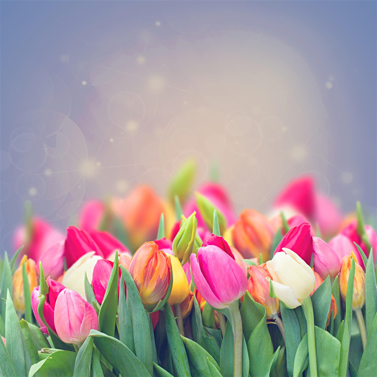 Fotobehang tulpen die 's nachts in slaap vallen