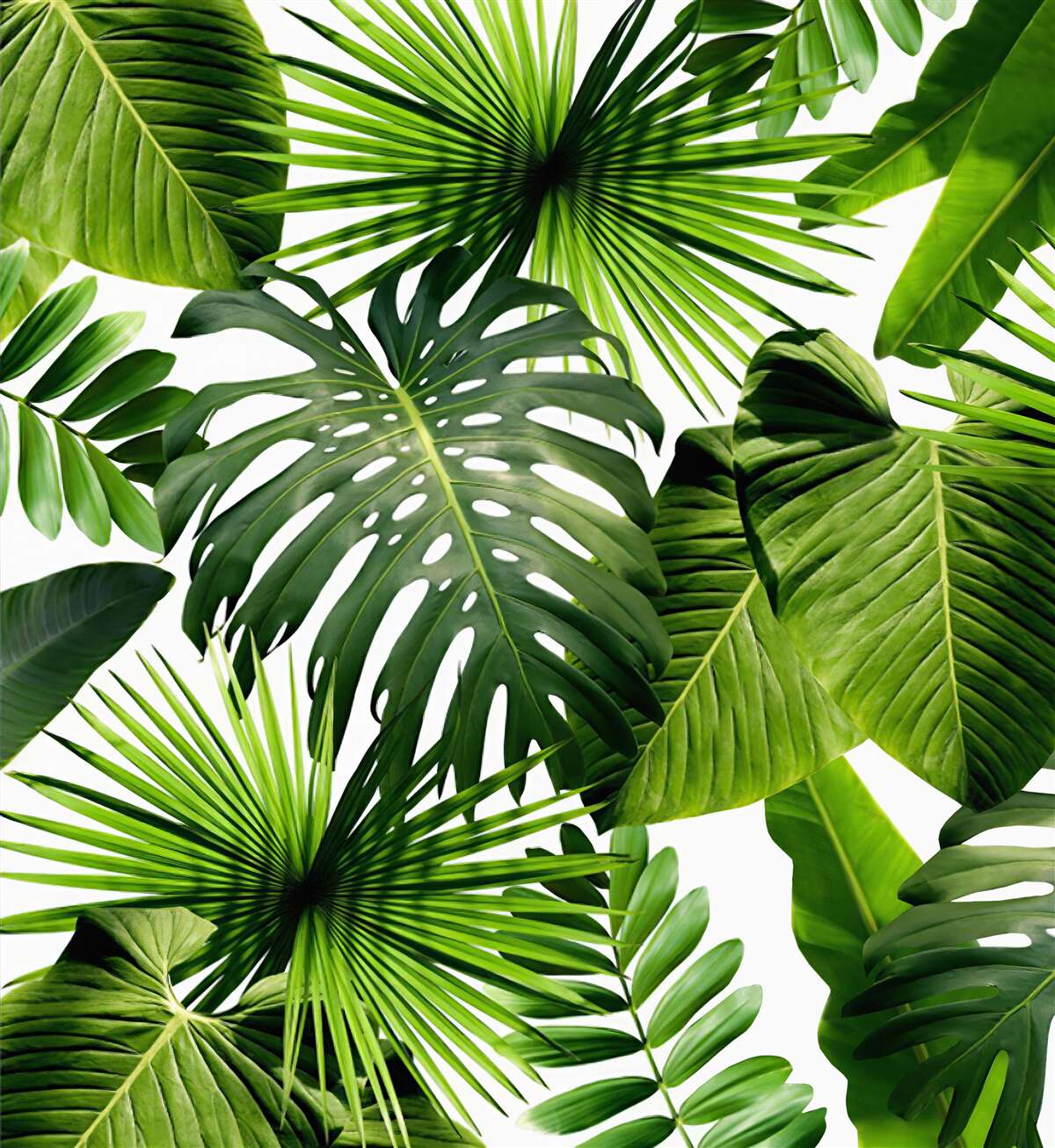 Fotobehang grote groene bladeren van tropische planten