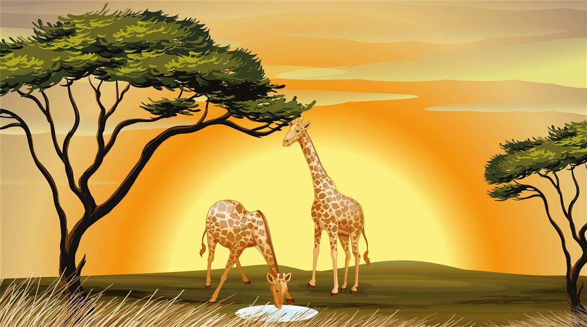 Fotobehang giraffen tegen een achtergrond van zonsondergang in de woestijn