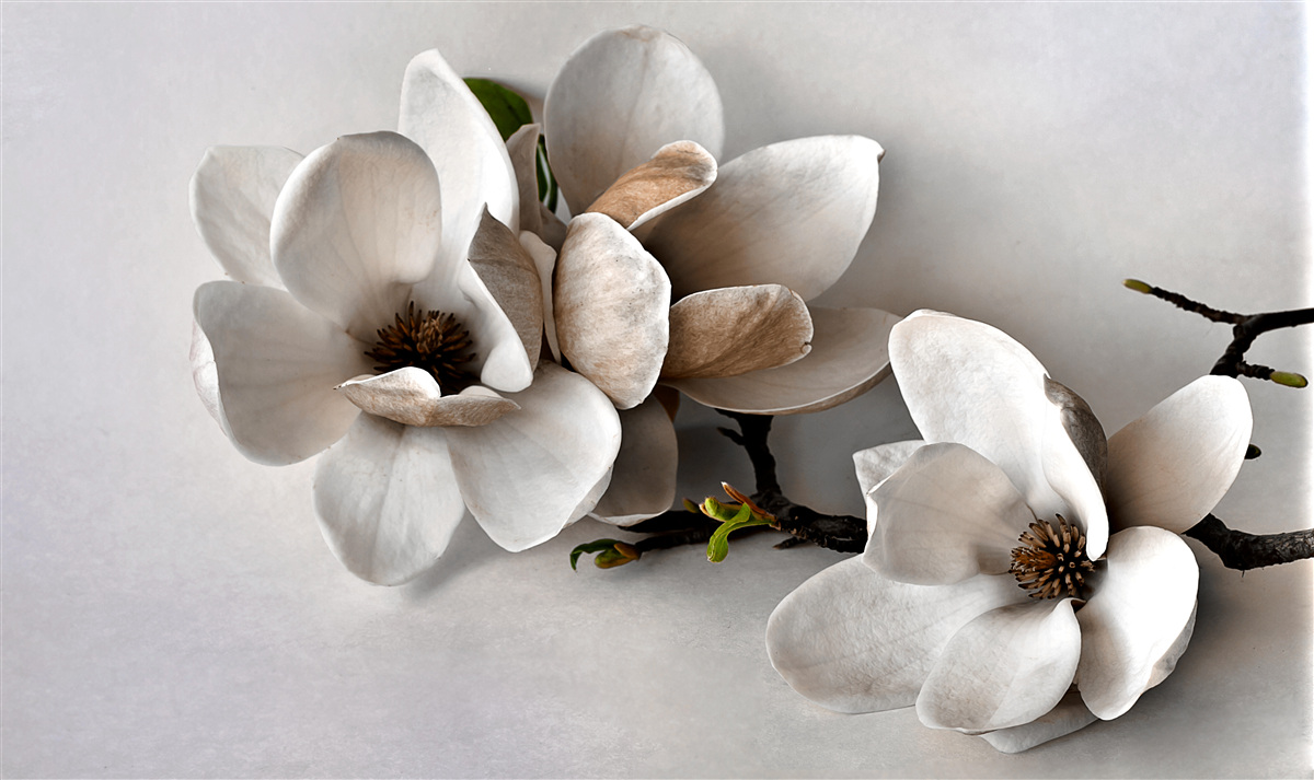 Fotobehang takken met witte bloemen op een grijze achtergrond