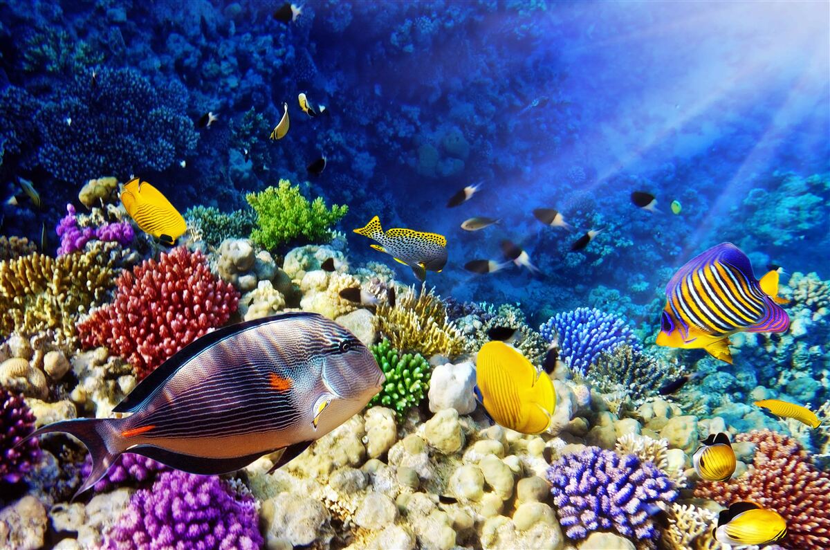 Fotobehang zeedieren onder de zon
