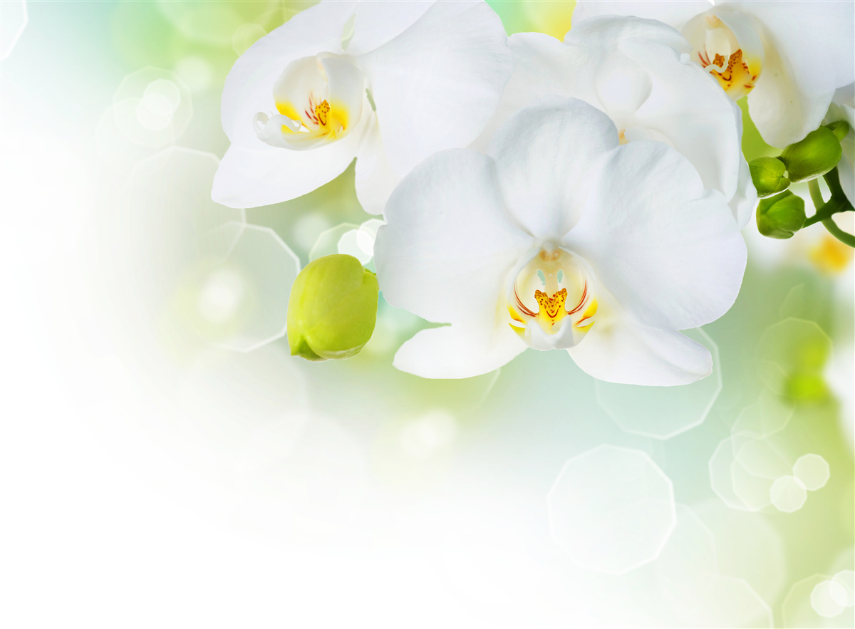 Fotobehang witte orchidee zweeft boven het water