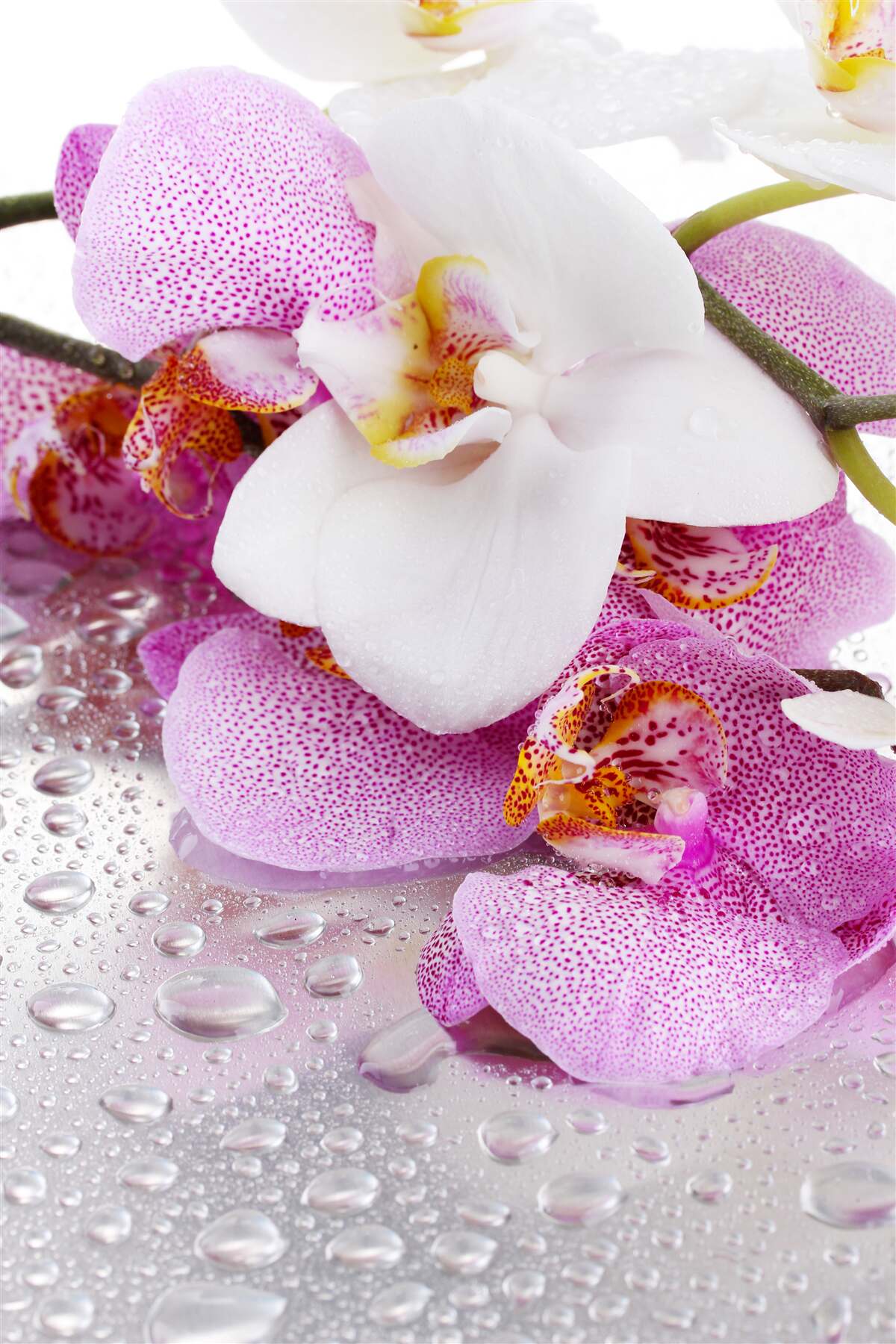 Fotobehang orchideeën met witte en roze bloemblaadjes