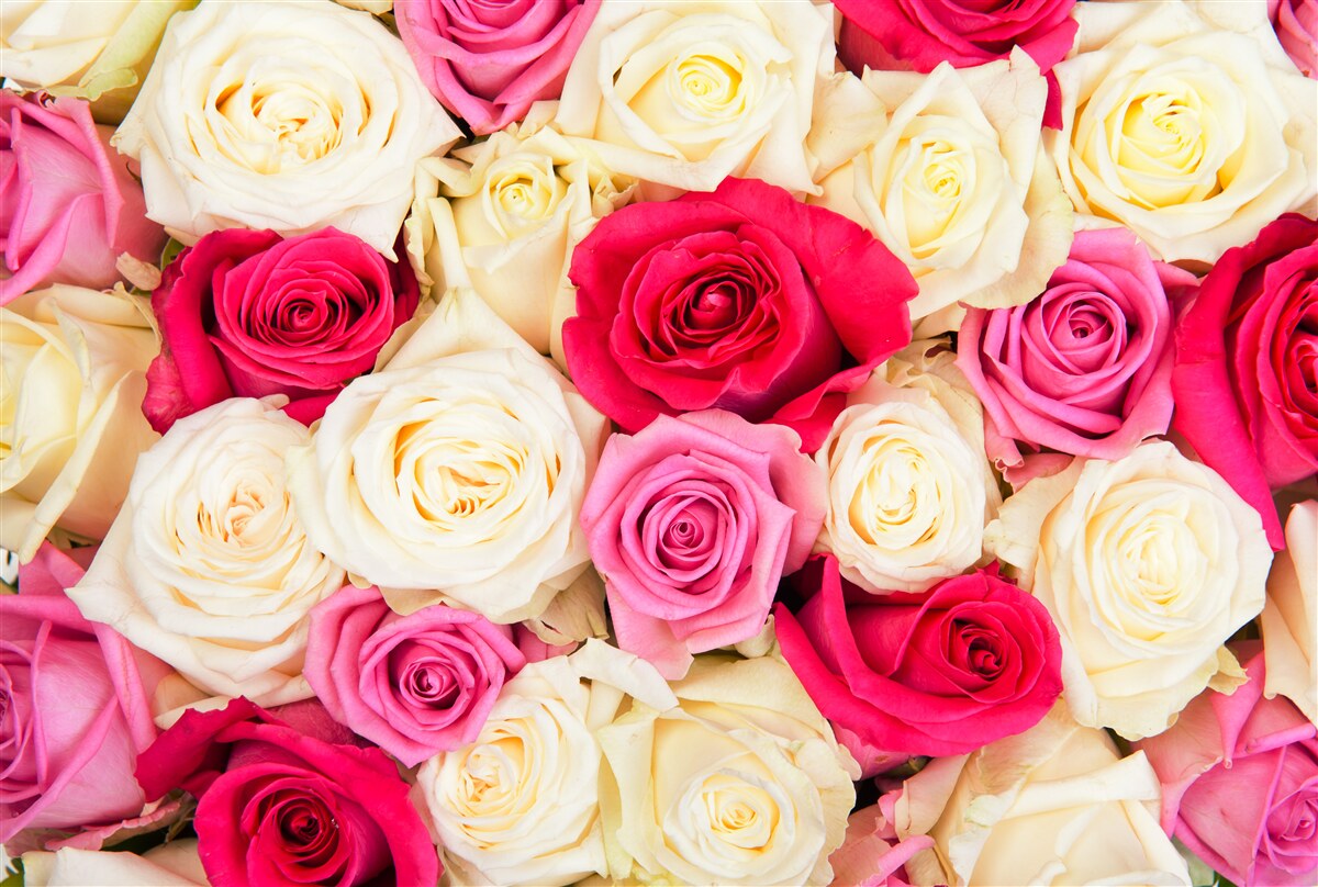 Fotobehang boeket van delicate rozen in verschillende tinten