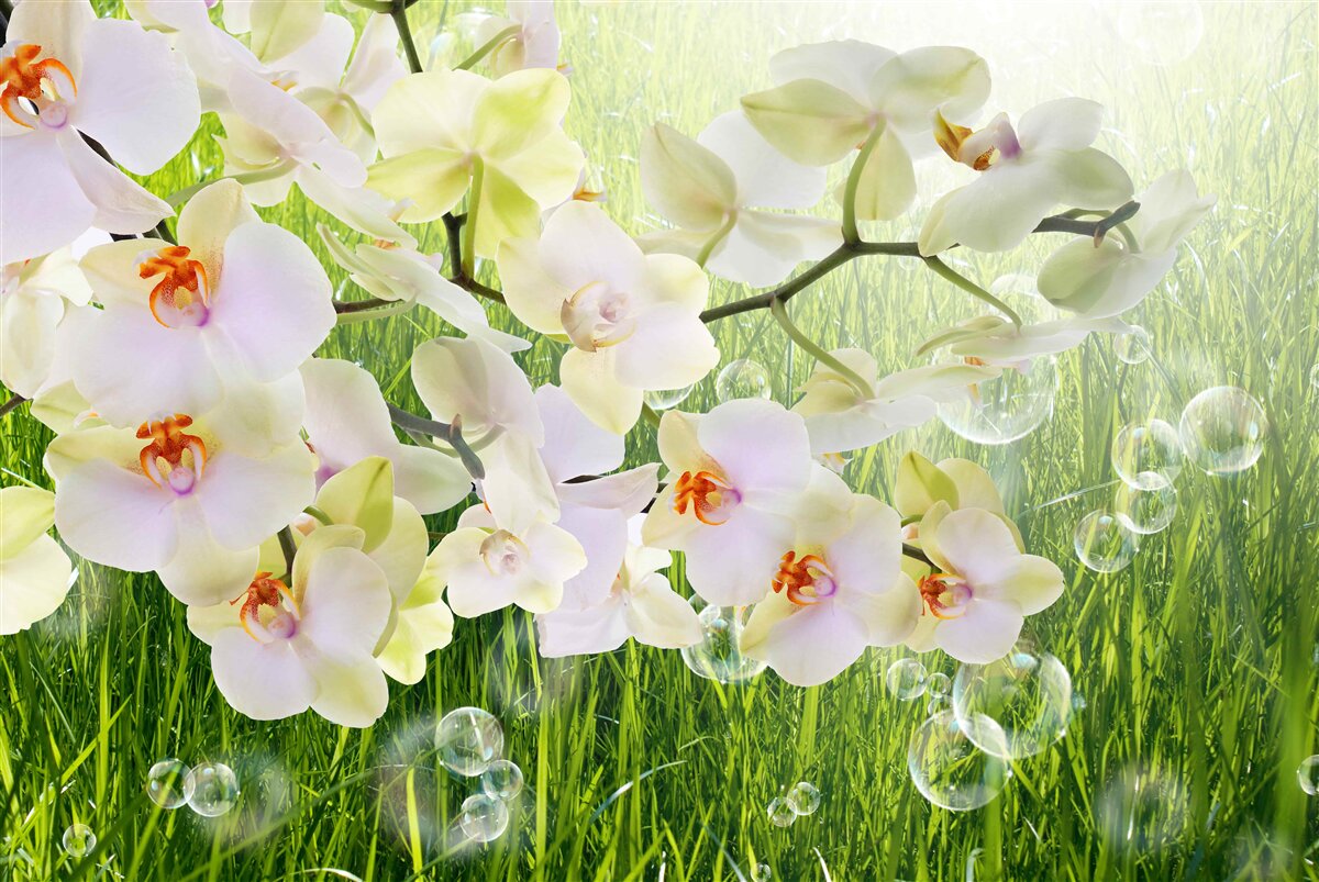 Fotobehang witte kersenbloesemtakken en paardenbloemen