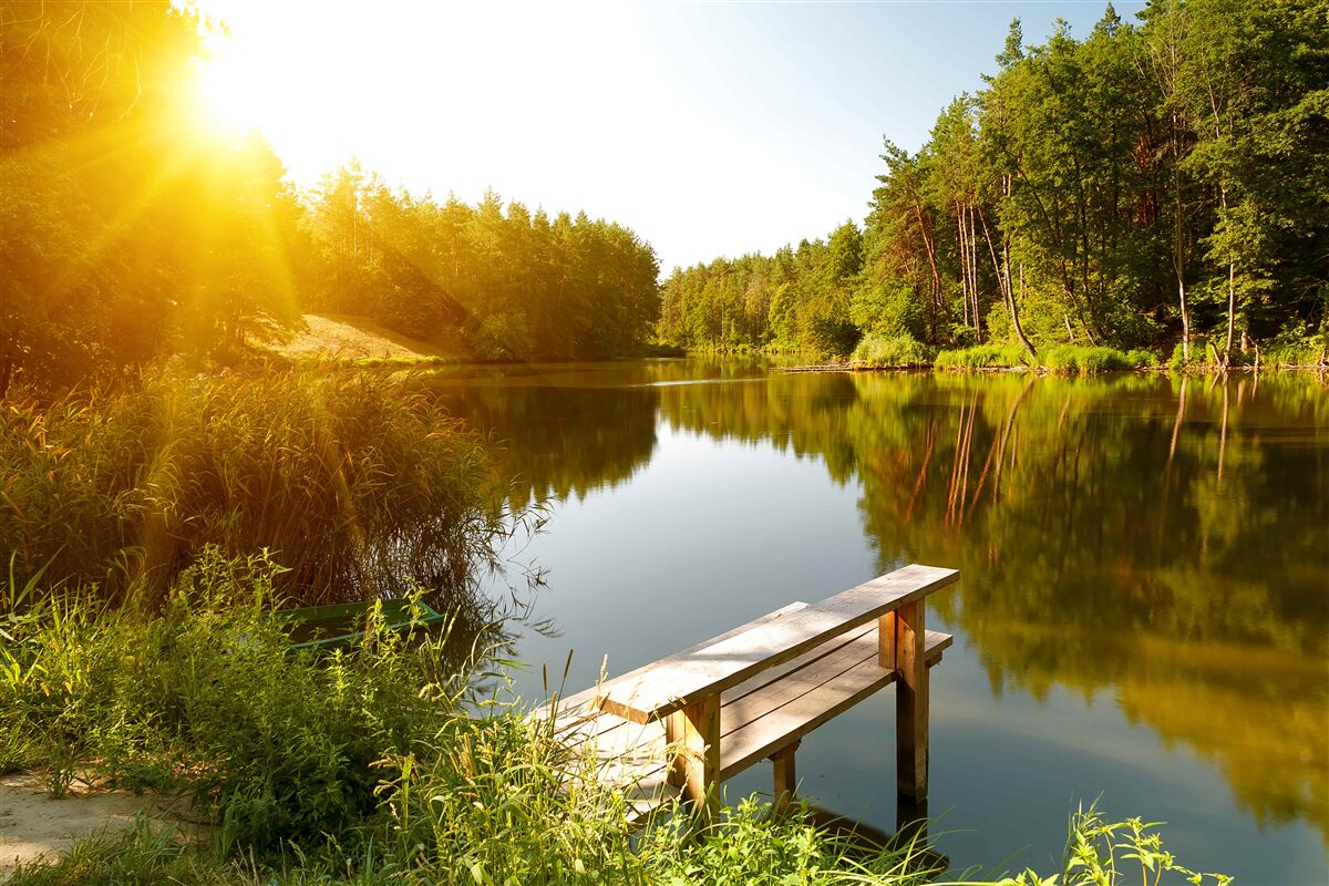 Fotobehang heldere ochtend in het bos bij de vijver