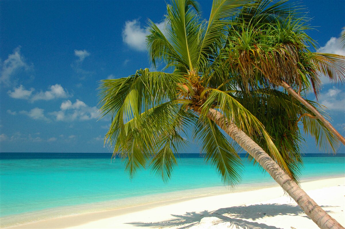 Fotobehang palmboom op een strand aan de oceaan