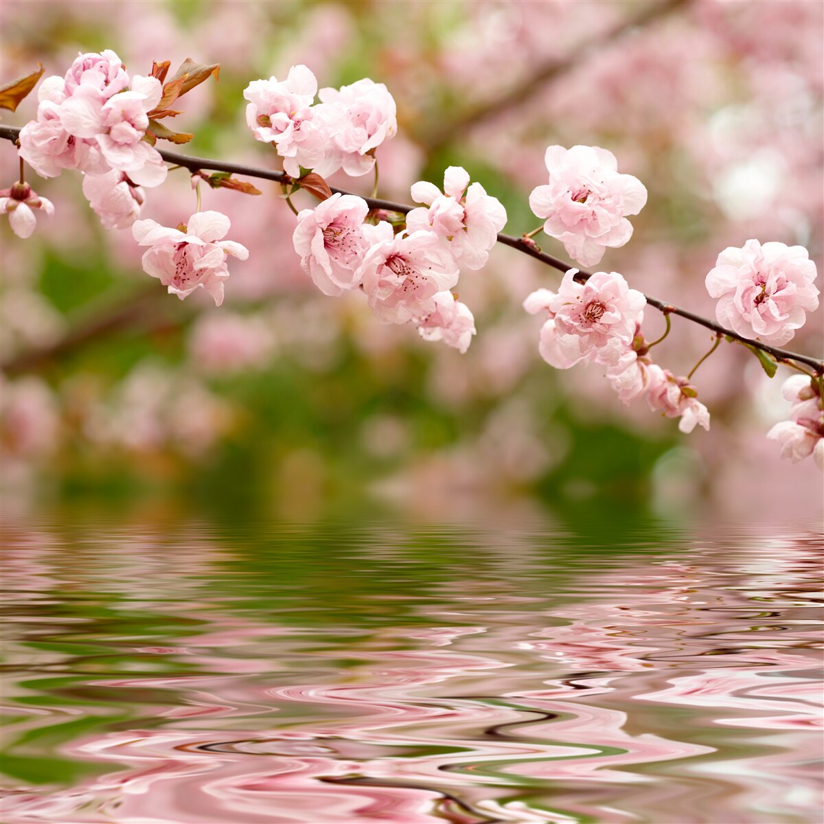 Fotobehang tak met bloemen op het wateroppervlak