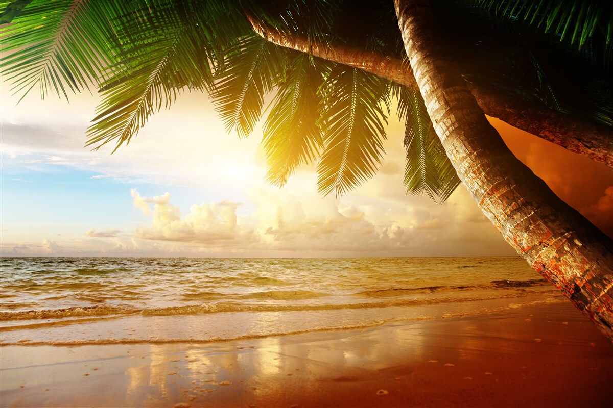 Fotobehang palmboom bij water bij zonsondergang in de tropen