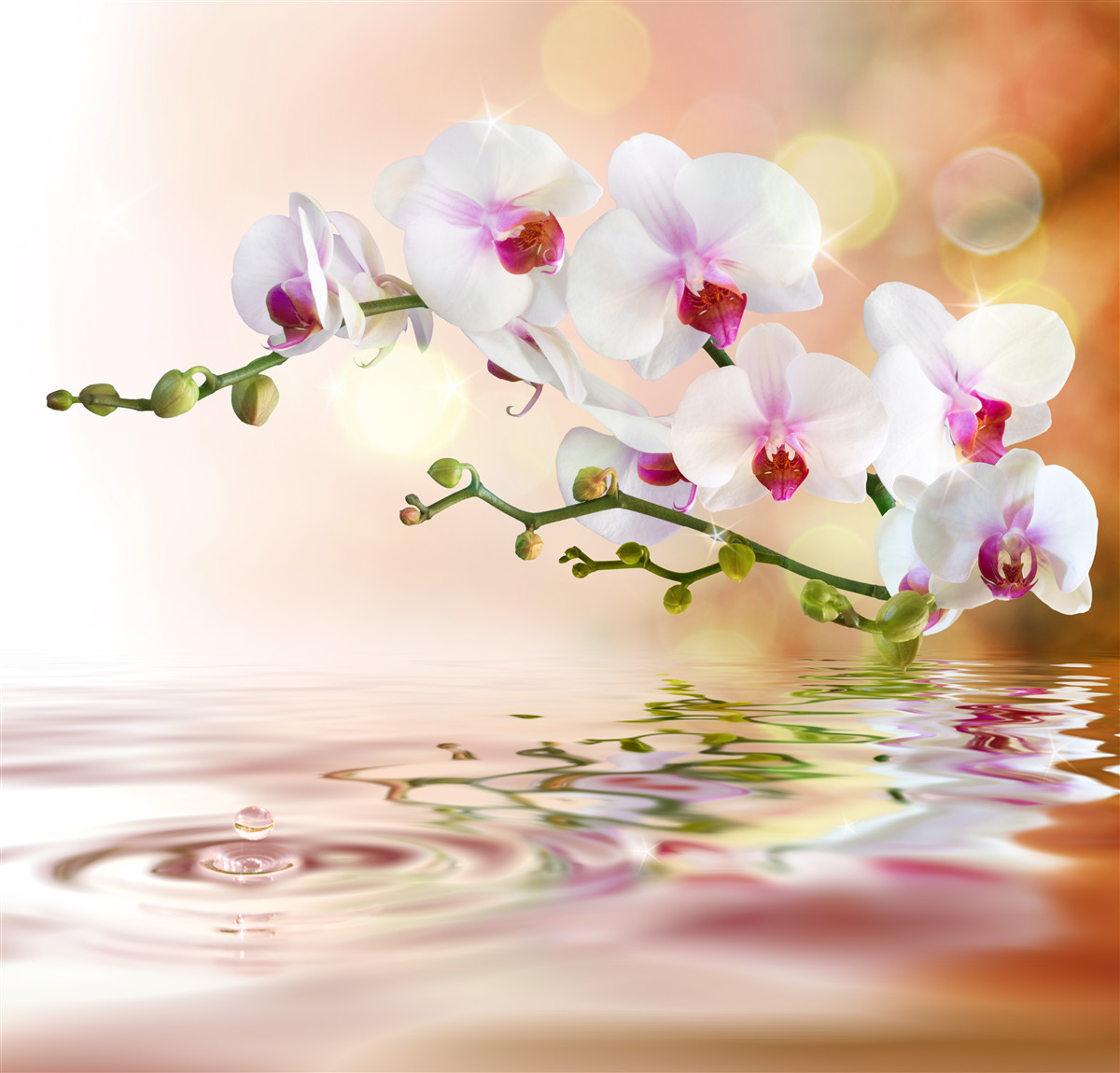 Fotobehang witte orchideeëntak weerspiegeld in het water