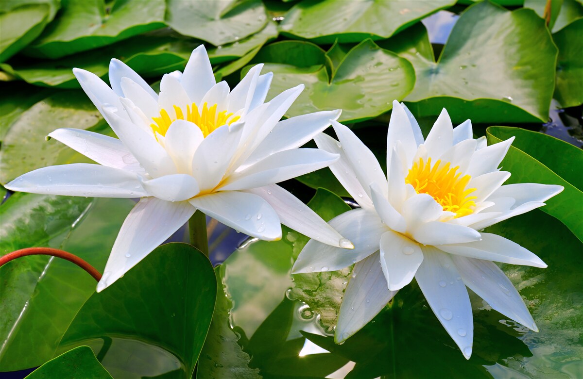 Fotobehang witte waterlelies tussen groene bladeren