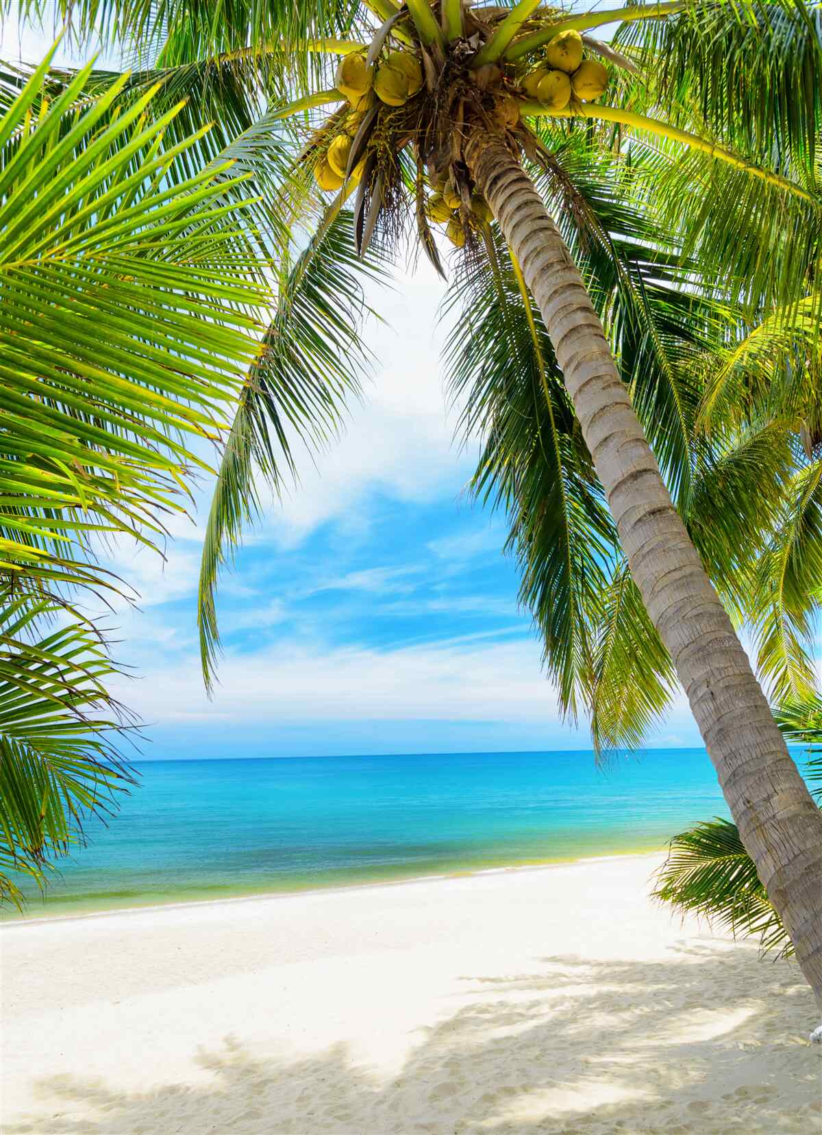 Fotobehang bananenpalm aan een tropische kust