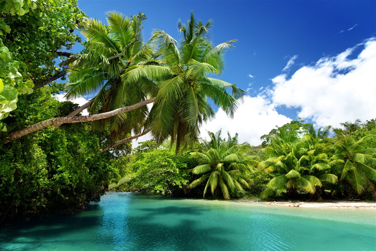 Fotobehang tropische palmen en turquoise water