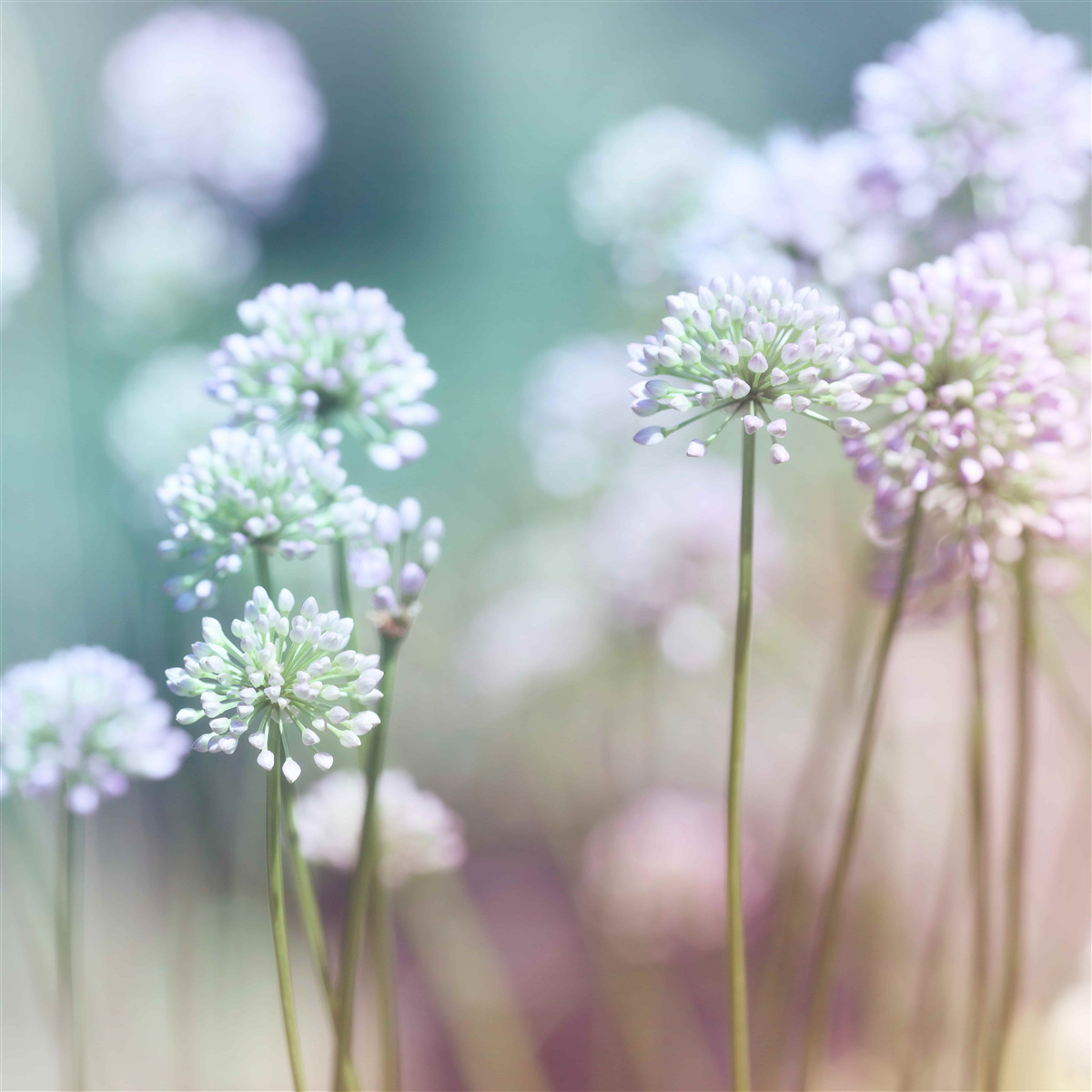 Fotobehang bloemen van delicaat wit melkkruid