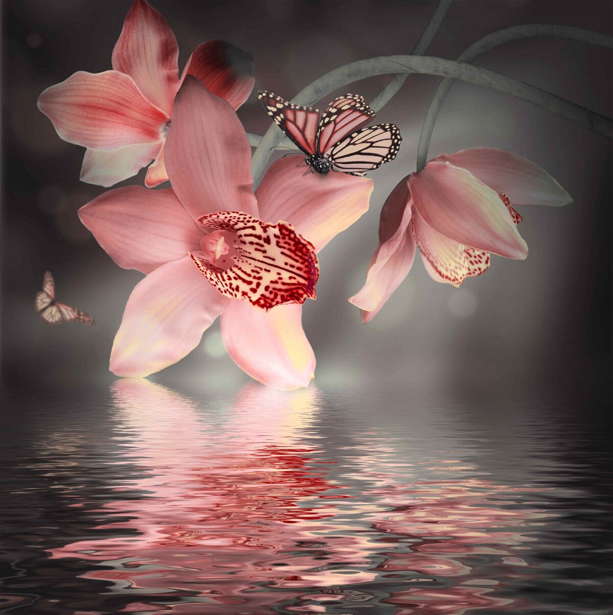 Fotobehang een roze orchidee hangt boven het wateroppervlak