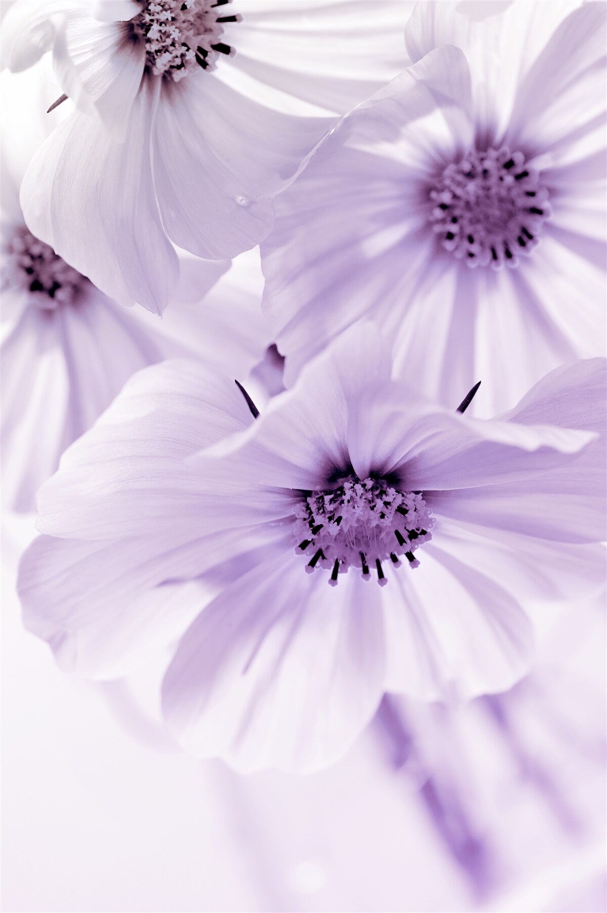 Fotobehang close-up van lila bloemen met fijne bloemblaadjes