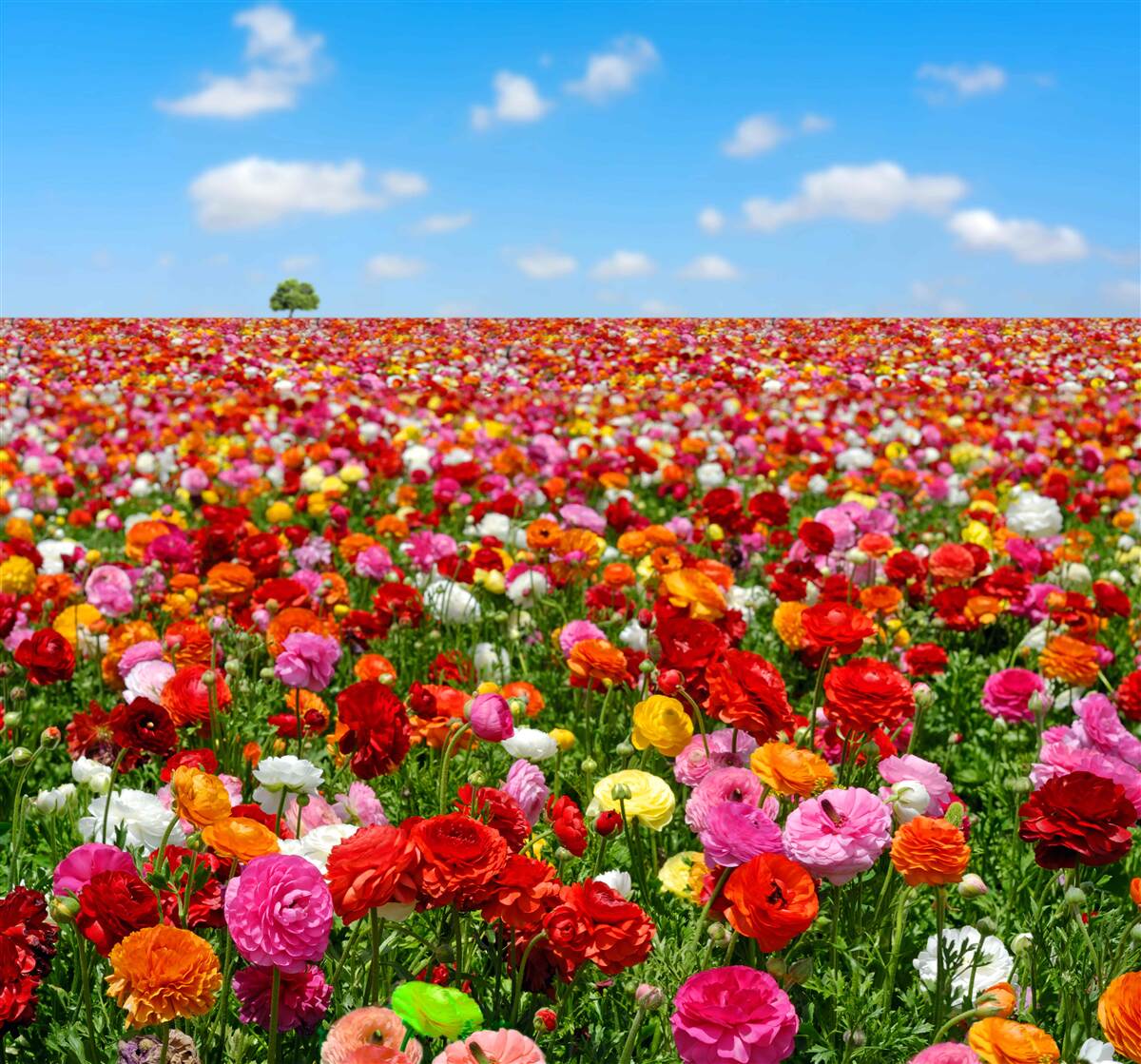 Fotobehang een weide bezaaid met een veelheid aan kleurrijke bloemen