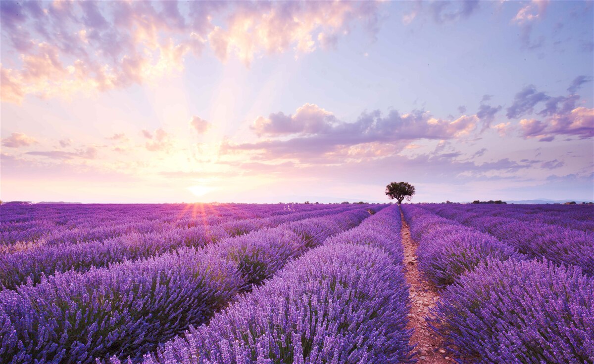 Fotobehang een veld lavendel gevuld met aroma