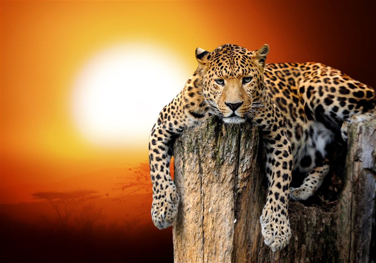 Fotobehang luipaard genietend van de zonsondergang