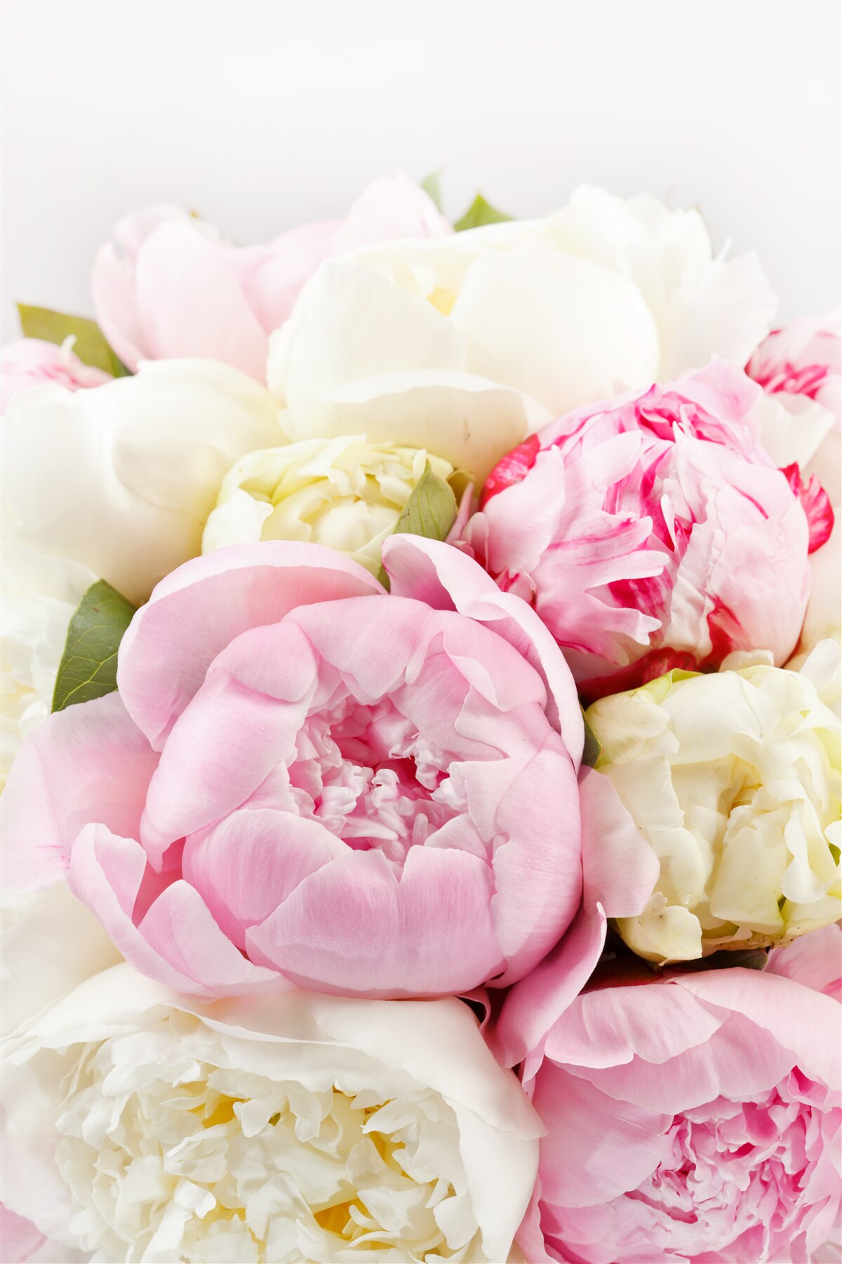 Fotobehang delicate pioenvormige rozen in wit en roze